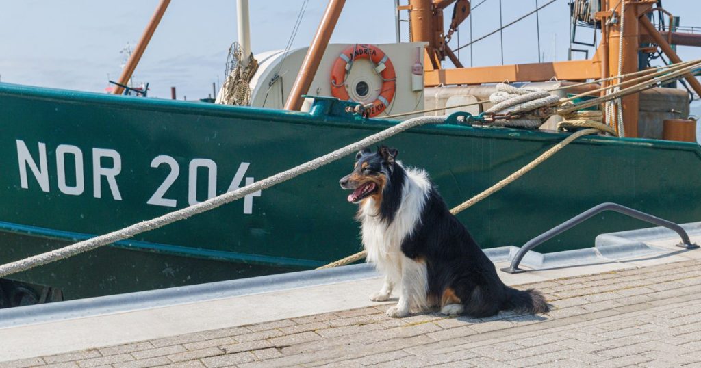 Een collie zit naast een vissersboot op een zonnige steiger
