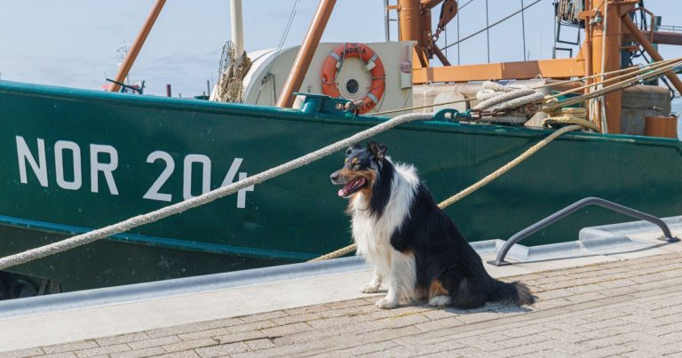 Een collie zit naast een vissersboot op een zonnige steiger