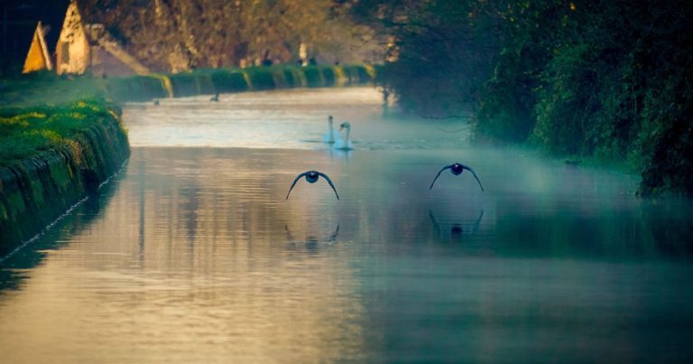 Zwanen en eenden boven een mistige rivier bij het ochtendgloren