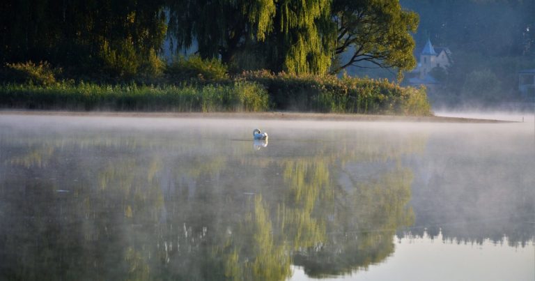 Een zwaan op een mistig bosmeer bij het ochtendgloren